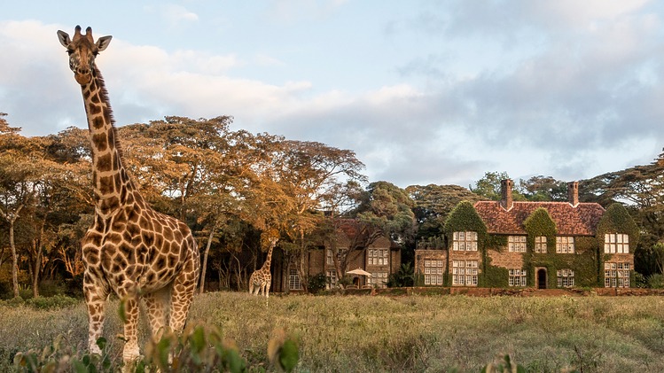 giraffe safari elephant